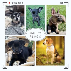 Rose Gold Crystal Cuban Link Dog Collar with Design Secure Buckle Metal Chain Pet Necklace for Small Medium Large Dogs Cats(Rose Glod 8inch)