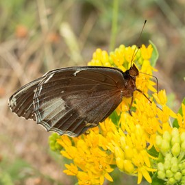 Outsidepride 50 Seeds Perennial Asclepias Tuberosa Hello Yellow Butterfly Milkweed Flower Seeds for Planting
