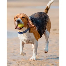 Dynmeow Soft and Breathable Cotton Cute Dog Collar, Heavy-Duty Durable Adjustable Pet Collar with Quick-Release Buckle, Lightweight for Sensitive Skin for Medium and Large Dogs, Navy-Blue, M