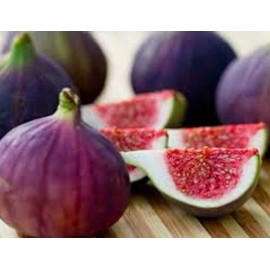 Unbranded 4 Violette de Bordeaux Fig Fruit Live Plants Trees Four Plant Garden Outdoor