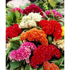 SeedsUP - 150+ Seeds Cockscomb Mix - Celosia Varieties Crested West Indian Toreador - Flower Multicolor