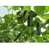 KIRA SEEDS - Cucumber Wisconsin - Open-Pollinated - Heirloom Vegetable
