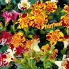 Fairy7Seas Mimulus Flower Seeds - Mimulus x Hybrida - Monkey