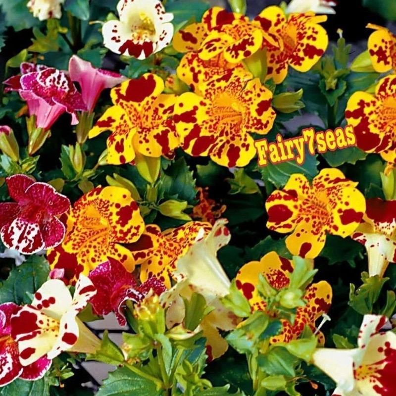 Fairy7Seas Mimulus Flower Seeds - Mimulus x Hybrida - Monkey