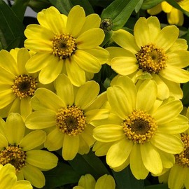 Park Seed Profusion Lemon Zinnia Seeds - Pack of 100 Seeds, Radiant Yellow 2-Inch Blooms, Heat and Mildew Resistant, Perfect for Containers and Mass Plantings, Attracts Butterflies