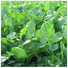 Earthcare Seeds Upland Cress 1000 Seeds Creacy Greens (Barbarea verna) Non GMO - Heirloom