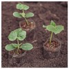 Everwilde Farms - 1 Oz Garden Sweet Burpless Cucumber Seeds