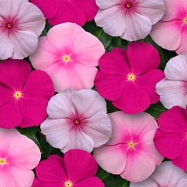 Outsidepride Vinca Titan Bubble Gum Flower Seed Mix - 100 Seeds