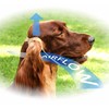 Dog Harness for Ear Care 3-Pack: Fits All Dogs with