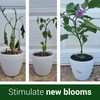 Elm Dirt's Bloom Juice for All Flowering Plants (1-32 oz