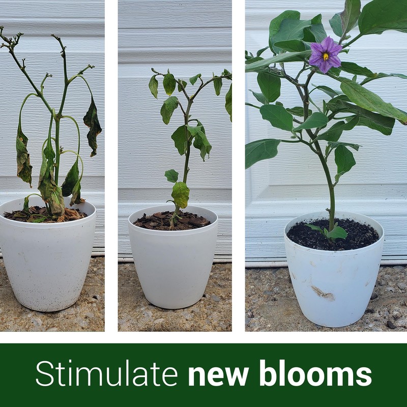 Elm Dirt's Bloom Juice for All Flowering Plants (1-32 oz