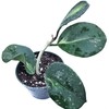 Hoya Obovata Variegated Live Houseplant 4" Pot Easy Care pet