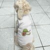 'Conkers & Shells' Pet Dog/Cat T-Shirt (PT00091675)