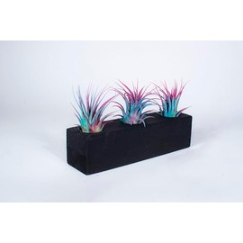 Air Plants 3 Pack - Tillandsia Ionantha - 3 Hole Planter - Organically Enhanced Color - Live Arrival Guaranteed - House Plants for Home Decor & Gift (3Pk Blue Pink + Planter)