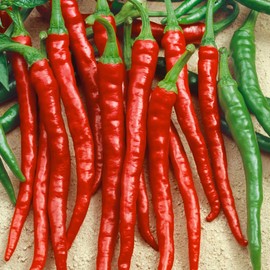 Sweet Cayenne Sweet Pepper Seeds - 0.25 Oz ~1250 Seeds - Non-GMO - Vegetable Garden - Capsicum annuum
