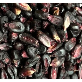 Conico Purple Morado Corn Masa Puebla Tamale Maize 20 Seeds for Planting Packet