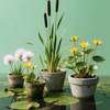 Doter Aquatic Plant Soil for Lotus & Pond Plants/Aquaquarium Substrate