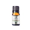 5 ml Frankincense Essential Oil (Serrata) with Euro Dropper