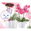Orchid repotting kit - 6 inch pots with Potting Mix,