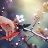 Agricultural Vegetables Fruits Pruning Shears Bonsai Pruner Picking Scissors Gardening