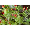 Small Thai Chili Hot Pepper Seeds - Hot Heirloom Chili