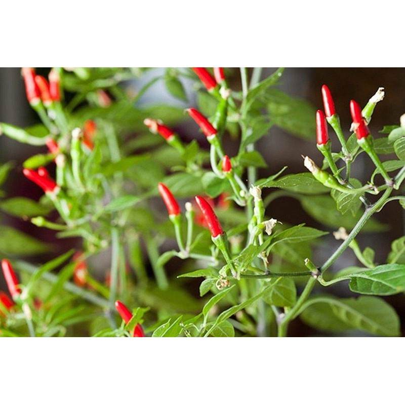 Small Thai Chili Hot Pepper Seeds - Hot Heirloom Chili