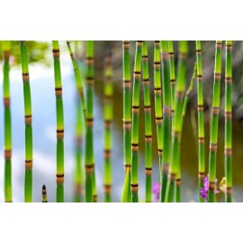 CZ Grain Horsetail Plant Cuttings to Grow - Equisetum - Great Aquatic Feature, Koi Pond - 5 Cuttings