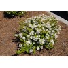 Viburnum Mrs. Schiller's Delight I 1 Large Gallon Size Plant