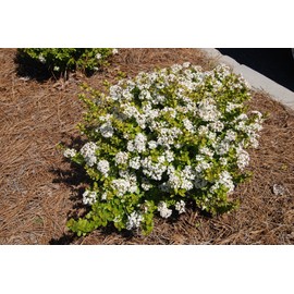 Viburnum Mrs. Schiller's Delight I 1 Large Gallon Size Plant | Live Plants I Dwarf Obovatum I Evergreen Shrub with Fragrant White Blooms, Ideal for Hedges, Borders