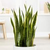 American Plant Exchange Snake Plant – Large 10-Inch Pot Yellow
