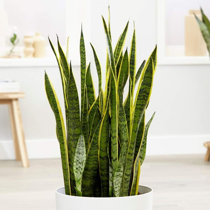 American Plant Exchange Snake Plant – Large 10-Inch Pot Yellow