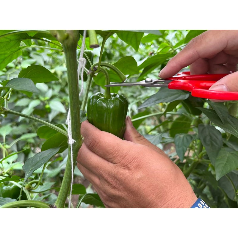 Ars Corporation YS-38 Vegetable Harvesting Shears, Round End, Stainless Steel