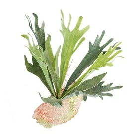 Kugusa Artificial Fake Green Air Plants Wall Hanging Artificial House Plants Home Decor (Small Bat)