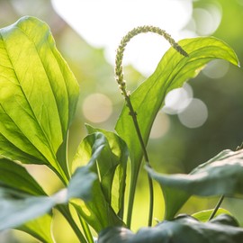 KVITER 250 Broadleaf Plantain (Plantago Major) Seeds - Organic Plantain Herb Seeds, Medicinal & Organic, Edible Leaves, Heirloom & Non-GMO - Ideal for Herb Garden