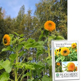 Tall Sungold Sunflower (Teddy Bear Tall) Seeds, 50+ Sunflower Seeds Per Packet, (Isla's Garden Seeds), Non GMO & Heirloom Seeds, Scientific Name: Helianthus annuus cv Asterales