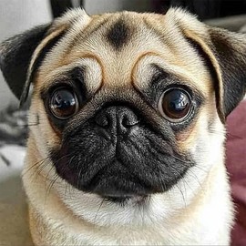 pigpigboss Cute Pug Diamond Painting Kit 5D Full Diamond Painting Set Dog Diamond Dots Pug Diamond Painting Arts Crafts Kit Crystal Diamond Painting Pug Home Decor for Pug Lovers (12 x 12 inches)