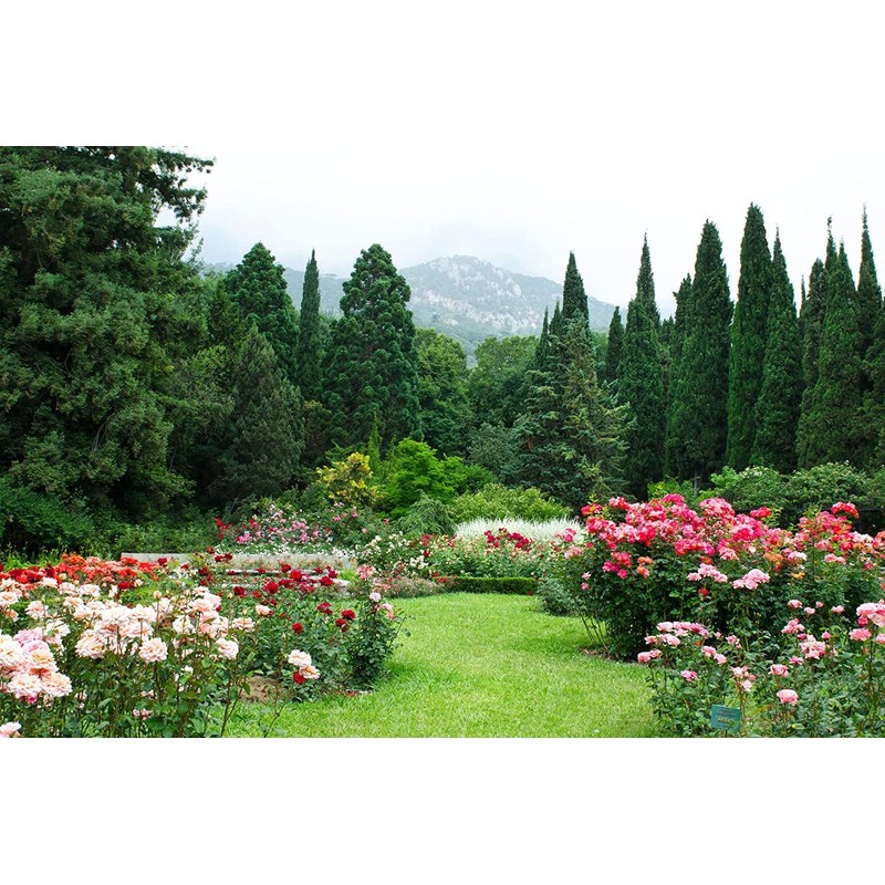 Italian Cypress Tree | 2 Extra Large 3 Gallon Trees