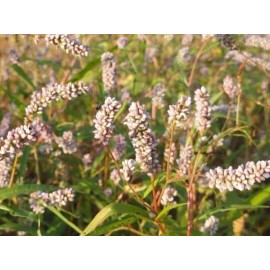 CZ Grain 50 Pinkweed Seeds for Planting Smartweed Persicaria pensylvanica