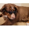 G006 Dog Medium Breeds 20-40 lbs Pet Cat 80s Costume