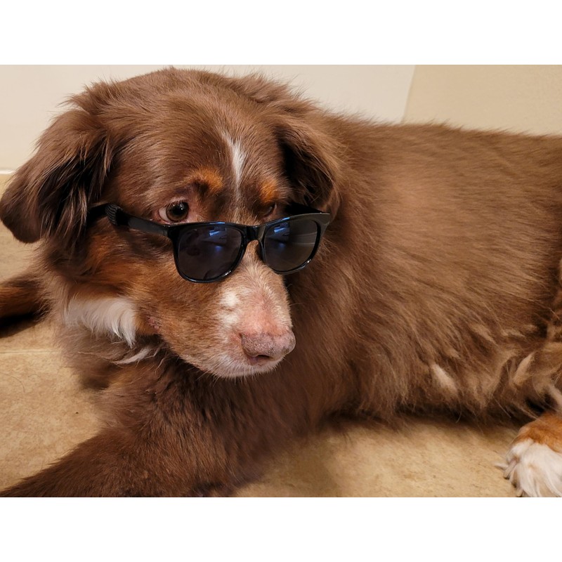 G006 Dog Medium Breeds 20-40 lbs Pet Cat 80s Costume