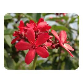 Dwarf Jatropha integerrima - Peregrina - Live Tree Plant - Compact Form - Red Flower - Emerald Goddess Gardens - Starter Sz 4 Inch Pot