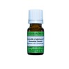 Witch Hazel Virginiana C30, 10 g Globules