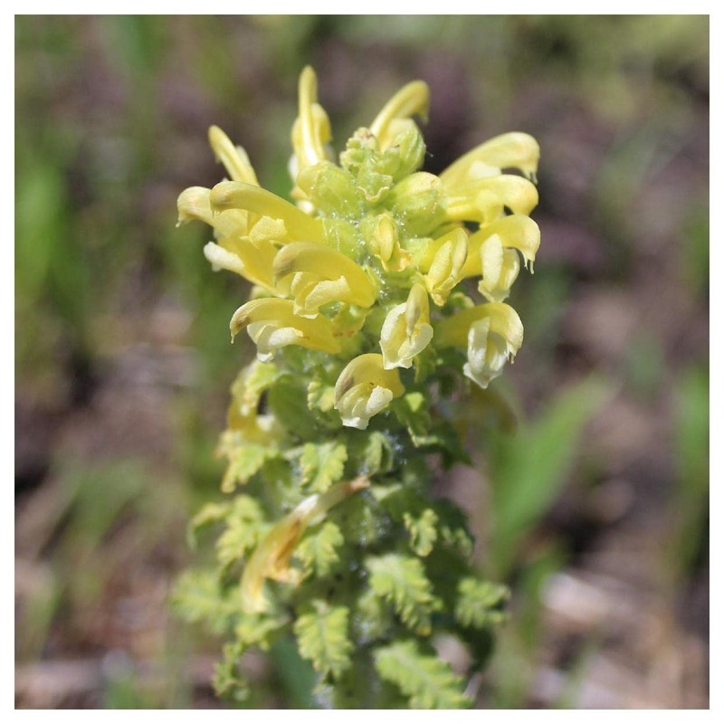 Everwilde Farms - 150 Wood Betony Native Wildflower Seeds -