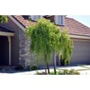 HPGS 10 Seeds - Mayten ""Weeping Green Shower"" Tree Seeds