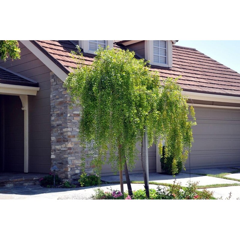 HPGS 10 Seeds - Mayten ""Weeping Green Shower"" Tree Seeds