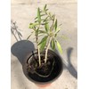 Tree Goji Berry Plant 2pcs Cuttings With Pot Live Plant