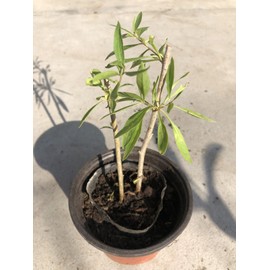 Tree Goji Berry Plant 2pcs Cuttings With Pot Live Plant Ready To Plant