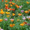ESCHSCHOLZIA californica (California Poppy, Formula Mix) Flower Seeds, Long-Lasting Blooms,
