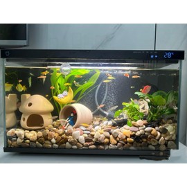 Natural River Rocks & Pebbles for Landscaping, Gardens, Aquariums & Indoor Plants – 2-4cm Decorative Garden Stones, High-Quality Durable Rocks 2lb/5lb/10lb