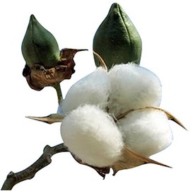 Cotton Plant Seeds - GOSS. HIRSUTUM - 20 Seeds